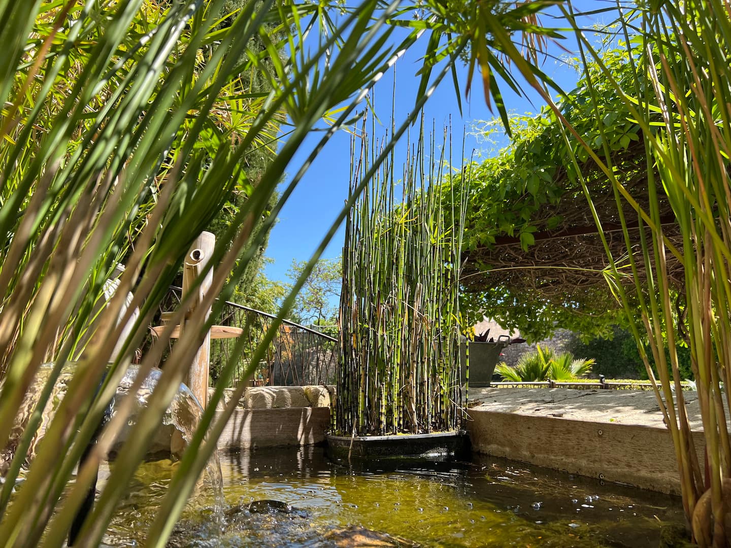 Les bambous et l'eau du lavoir
